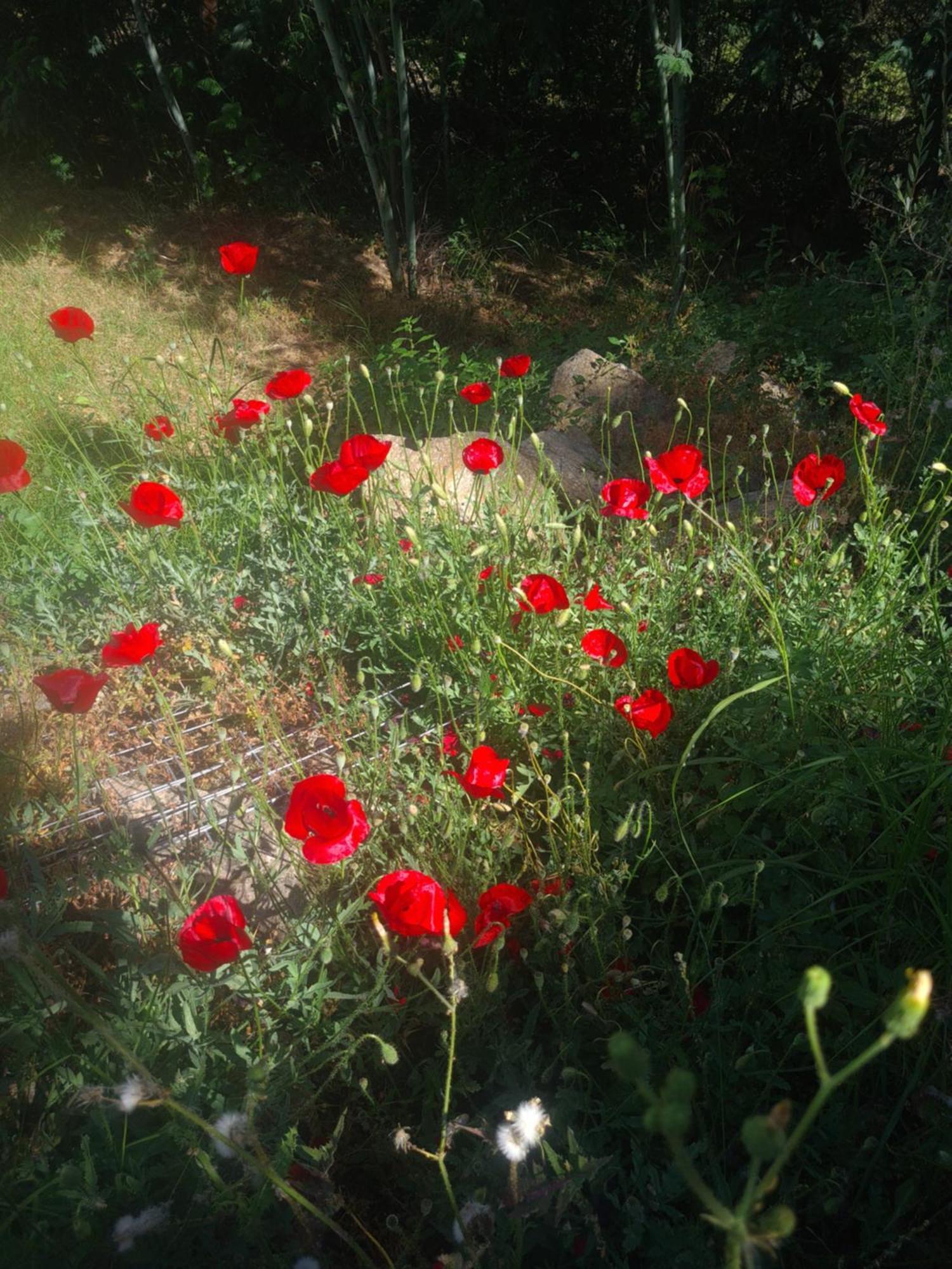Spitikariotiko Ikarian Cottage Raches  Zewnętrze zdjęcie